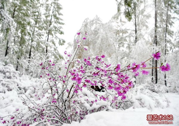 立夏时节 雪景如画