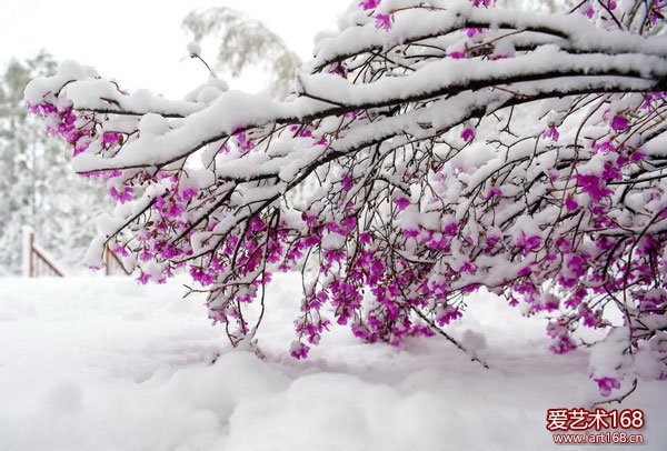 5月6日拍摄的内蒙古毕拉河林业局达尔滨湖国家森林公园雪景。