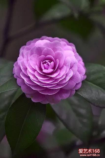 花中娇客，四季常青，叶片翠绿光亮，冬青之际开红、粉、白花。茶花宛如牡丹，艳丽多娇，给人带来无限生机和希望，是吉祥如意，宁静祥和，繁殖长寿的象征。山茶花（10-5月），花语：理想的爱，谦让。